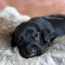 Willie Nelson - Black and tan male Dachshund puppy in Chandler, Arizona from Vonaducci Doxies, LLC.