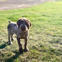 Rubble- Black Collar - Brown and gray male Wirehaired Pointing Griffon puppy in Menan, Idaho from Star•CH Wirehaired Pointing Griffons