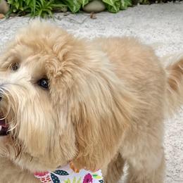Miniature Schnauzers and Schnoodles from Schnauzers Of Taylor