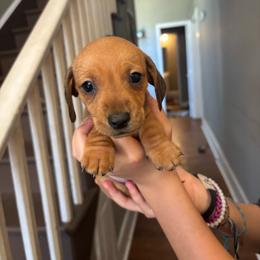 Charlie - Red male Dachshund puppy in Colonial Heights, Virginia from Mimi’s Doxies