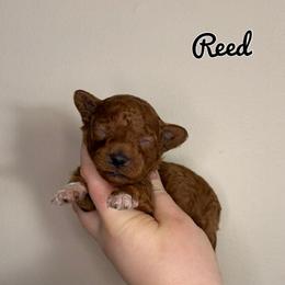 Reed - Red  male Poodle puppy in Morehead, Kentucky from Paw Perfect Pets