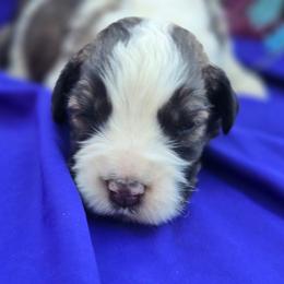 Curly - Brindle and white female Saint Berdoodle puppy in Castle Rock, Washington from PNW Saint Berdoodles