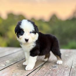 Pluto - Black tri-color male Australian Shepherd puppy in Statesville, North Carolina from Charming Australian Shepherds