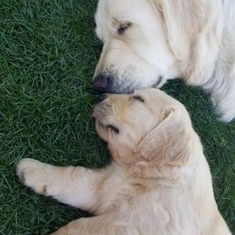 Golden Retriever Puppies from Norterra Goldens