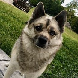 Pomskies from Aunt Bea’s Puppies