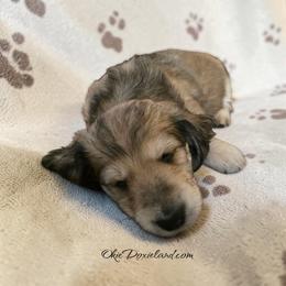 Tanner - Cream male Dachshund puppy in Oklahoma City, Oklahoma from OkieDoxieland Dachshunds