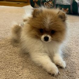 Kat - Pomeranian