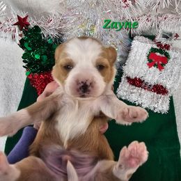 Zayne - Gold and white male Tibetan Terrier puppy in Dorena, Oregon from Angel Tibetans Of Oregon