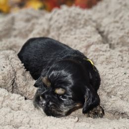 Cocker Spaniel Puppies from Allison Cocker Spaniel Pup's
