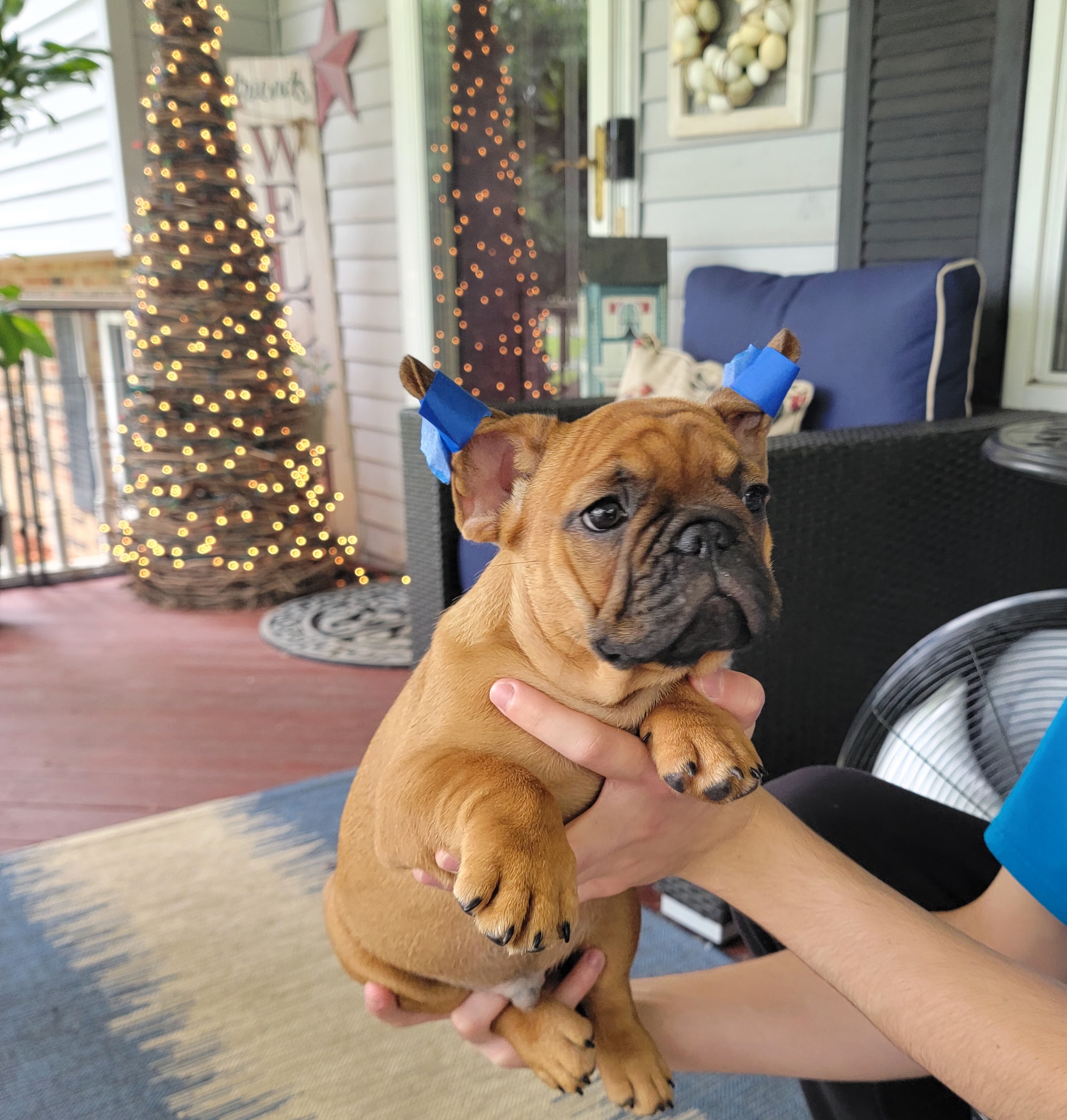 Boy 6 - Fawn French Bulldog puppy in Germantown, Ohio from LaBelle Bulldogs