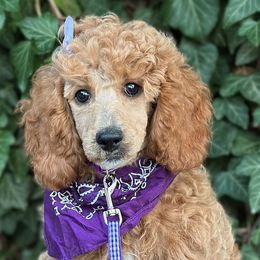 Ilona - Female - Moyen - AKC Poodle - Cream Poodle puppy in Caldwell, Idaho from Funny Farm Poodles & Doodles