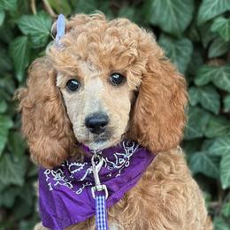Ilona - Female - Moyen - AKC Poodle - Cream Poodle puppy in Caldwell, Idaho from Funny Farm Poodles & Doodles