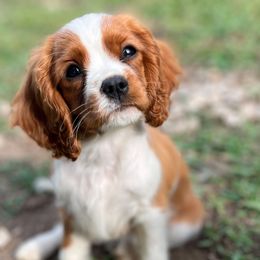 Cavalier King Charles Spaniels from Queen Cavaliers