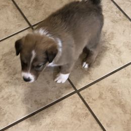 Border Collie Puppies from Burke BC’s