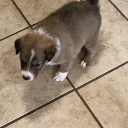 Border Collie Puppies from Burke BC’s