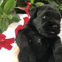 Miniature Schnauzer Puppies from Laurel Crown Schnauzers