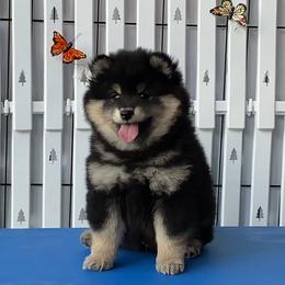 Luke - Black and tan male Shiba Inu puppy in Newberry, Michigan from Day Dream Akita & Shiba Inu