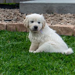 Golden Retriever Puppies from Lakemist Retrievers