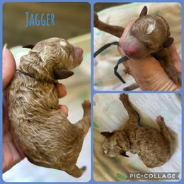 Jagger - Apricot male Poodle puppy in Mount Vernon, Illinois from AMC Poodles