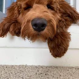 Goldendoodle Puppies from Gertie’s Goldendoodles