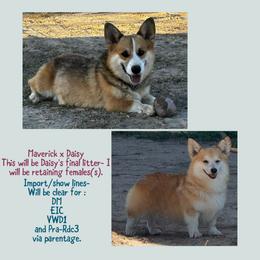 Pembroke Welsh Corgi puppies from Rising JM Pembrokes