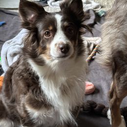 Miniature Australian Shepherd Puppies from Shaun's Aussies