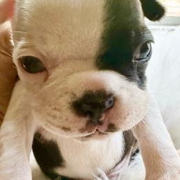 Boy three - Black brindle and white male Boston Terrier puppy in Georgia from KD’s K9 Oasis