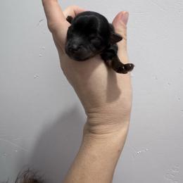 Daphne - Black and tan female Yorkshire Terrier puppy in Elk Ridge, Utah from Janita's Yorkshire Terriers