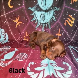 Black - Red and rust female Doberman Pinscher puppy in Louisville, Kentucky from Ruiz Dobermans