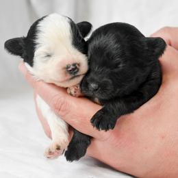 Winifred - Black and white female Cockapoo puppy in Ellensburg, Washington from Dawn to Dusk Cockapoos