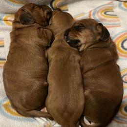 Dachshund Puppies from TX Dachshunds