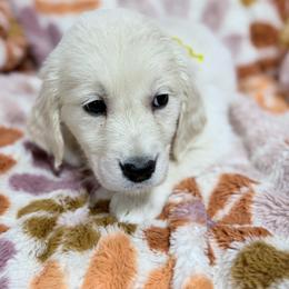 Gold girl - Light golden female Golden Retriever puppy in Tylertown, Mississippi from Southern Paws, LLC