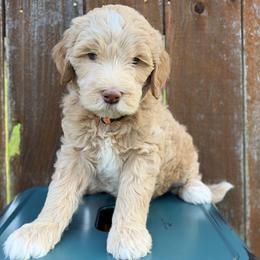 Lainey - Chocolate female Goldendoodle puppy in Kingwood, Texas from Kingwood Goldendoodles