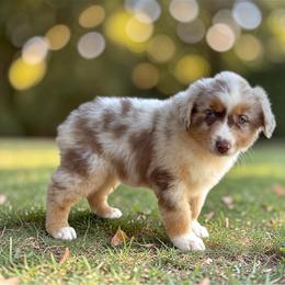 El Urbach - Red merle female Australian Shepherd puppy in Statesville, North Carolina from Charming Australian Shepherds
