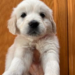 Pink (3700) - Light golden female Golden Retriever puppy in Pahrump, Nevada from Southern Nevada Goldens