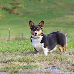 Noel - Black and tan female Pembroke Welsh Corgi puppy in Ocala, Florida from Dolan Farms Corgis
