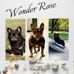 French Bulldog puppies from That Gurl K9s