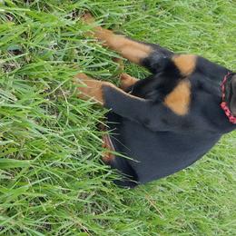 Doberman Pinscher Puppies from Key To My Heart Dobermans