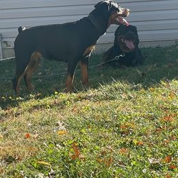 Rottweilers from Garcia Rotties