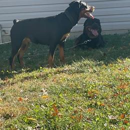 Rottweilers from Garcia Rotties