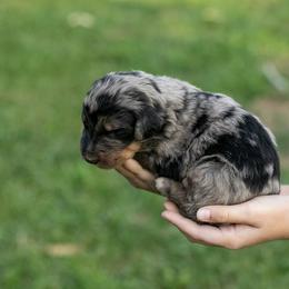 Adam Standard Bernedoodle - Blue merle male Bernedoodle puppy in Eureka, Illinois from Joley Aire Family Dogs