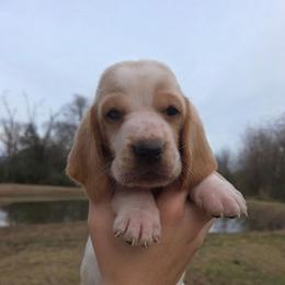 Sugar 2700.00 - Red and white female Basset Hound puppy in Denison, Texas from Emma Lou's Baby Bassets