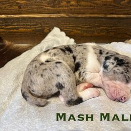Mash - Blue merle male Catahoula Leopard Dog puppy in Slaton, Texas from M5 Catahoulas