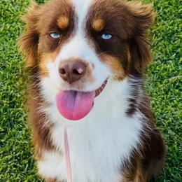Dylan - Miniature Australian Shepherd