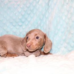 Charlotte 3000 - Fawn (isabella) and tan female Dachshund puppy in Coldwater, Mississippi from Mississippi Shorties Miniature Dachshunds