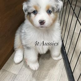 Australian Shepherd Puppies from 4t Aussies