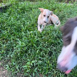 F4 - White and gold female Border Collie puppy in Meridian, Mississippi from Border Hollow Border Collies