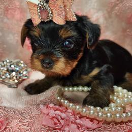 Yorkshire Terrier Puppies from Hetzel’s Enchanted Yorkies (Michigan)