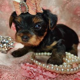 Yorkshire Terrier Puppies from Hetzel’s Enchanted Yorkies (Michigan)