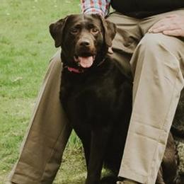 Harley - Labrador Retriever